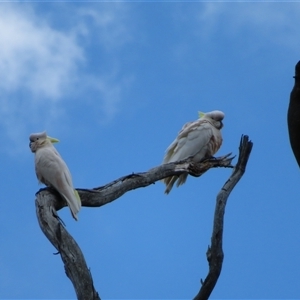 Cacatua galerita at Paddys River, ACT - 20 Nov 2024