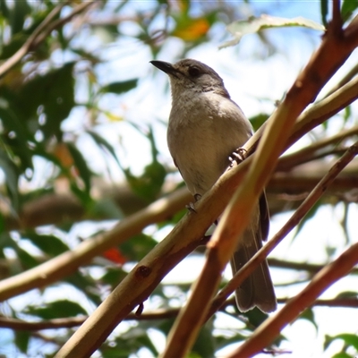 Colluricincla harmonica (Grey Shrikethrush) at Kambah, ACT - 20 Nov 2024 by MB