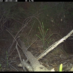 Tachyglossus aculeatus (Short-beaked Echidna) at Shannondale, NSW - 2 Nov 2024 by PEdwards