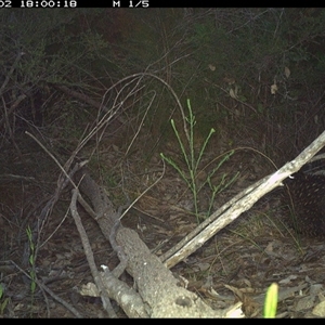 Tachyglossus aculeatus at Shannondale, NSW - 2 Nov 2024