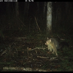 Trichosurus vulpecula (Common Brushtail Possum) at Shannondale, NSW - 10 Oct 2024 by PEdwards