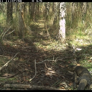 Varanus varius at Shannondale, NSW - 11 Oct 2024