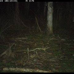 Notamacropus rufogriseus (Red-necked Wallaby) at Shannondale, NSW - 13 Oct 2024 by PEdwards