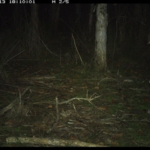 Wallabia bicolor at Shannondale, NSW by PEdwards