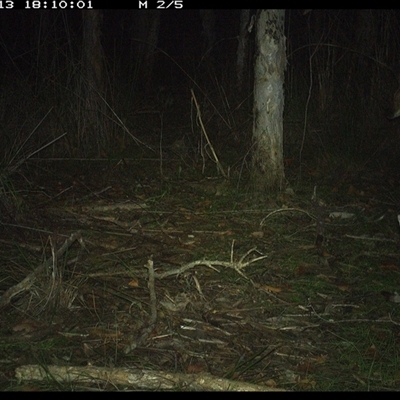 Wallabia bicolor at Shannondale, NSW - 13 Oct 2024 by PEdwards