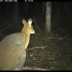 Notamacropus rufogriseus at Shannondale, NSW by PEdwards