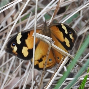 Heteronympha merope at Pipeclay, NSW - suppressed