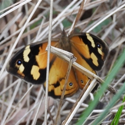 Heteronympha merope (Common Brown Butterfly) at Pipeclay, NSW - 19 Nov 2024 by MVM