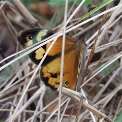 Heteronympha merope at Pipeclay, NSW - suppressed