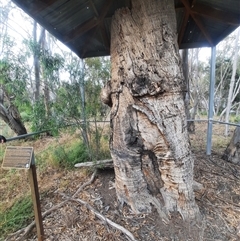 Eucalyptus sp. (A Gum Tree) at Maude, NSW - 22 Nov 2021 by MB