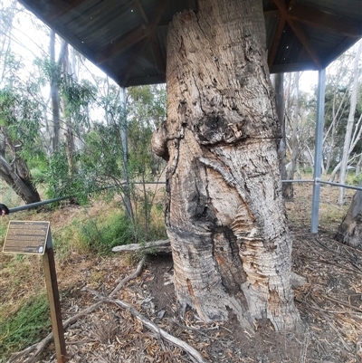 Eucalyptus sp. (A Gum Tree) at Maude, NSW - 23 Nov 2021 by MB