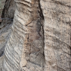Eucalyptus sp. at Maude, NSW - suppressed