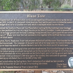 Eucalyptus sp. at Maude, NSW - suppressed