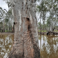 Eucalyptus sp. (A Gum Tree) at Oxley, NSW - 23 Nov 2021 by MB