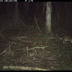 Perameles nasuta (Long-nosed Bandicoot) at Shannondale, NSW - 13 Oct 2024 by PEdwards