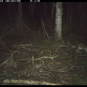 Perameles nasuta at Shannondale, NSW - 13 Oct 2024