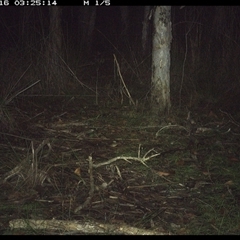 Aepyprymnus rufescens (Rufous Bettong) at Shannondale, NSW - 16 Oct 2024 by PEdwards