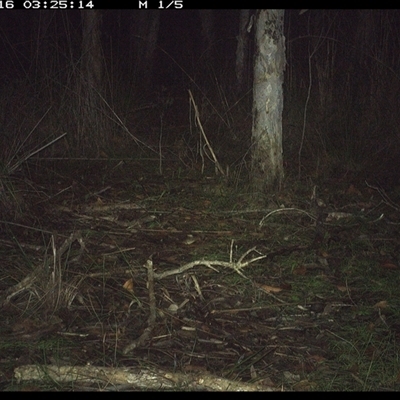 Aepyprymnus rufescens at Shannondale, NSW - 15 Oct 2024 by PEdwards