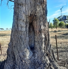 Eucalyptus sp. (A Gum Tree) at Carrathool, NSW - 18 Nov 2021 by MB