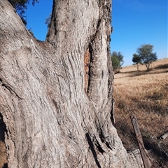 Eucalyptus sp. at Carrathool, NSW - 18 Nov 2021