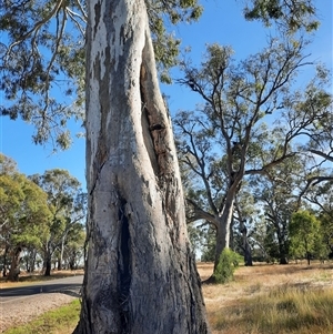 Eucalyptus sp. (A Gum Tree) at Carrathool, NSW by MB