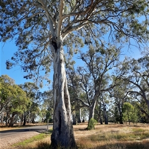 Eucalyptus sp. at Carrathool, NSW - suppressed