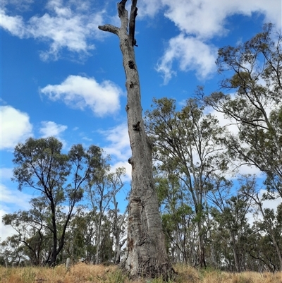 Eucalyptus sp. (A Gum Tree) at Hay South, NSW - 15 Nov 2021 by MB