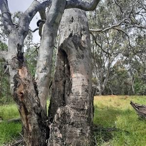 Eucalyptus sp. at Carrathool, NSW - 13 Nov 2021