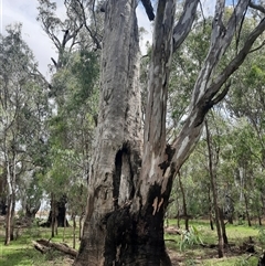 Eucalyptus sp. (A Gum Tree) at Hay South, NSW - 13 Nov 2021 by MB