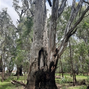 Eucalyptus sp. at Hay South, NSW - suppressed