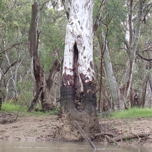 Eucalyptus sp. (A Gum Tree) at Carrathool, NSW by MB