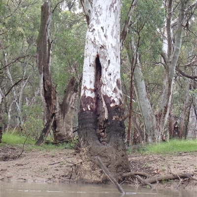 Eucalyptus sp. (A Gum Tree) at Carrathool, NSW - 12 Nov 2021 by MB