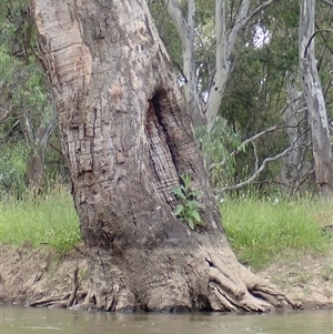 Eucalyptus sp. (A Gum Tree) at Carrathool, NSW by MB