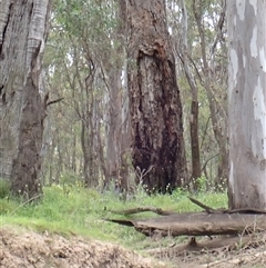 Eucalyptus sp. (A Gum Tree) at Carrathool, NSW - 10 Nov 2021 by MB