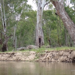 Eucalyptus sp. (A Gum Tree) at Benerembah, NSW - 9 Nov 2021 by MB