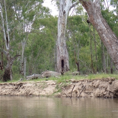 Eucalyptus sp. (A Gum Tree) at Benerembah, NSW - 10 Nov 2021 by MB