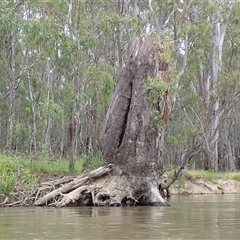 Eucalyptus sp. (A Gum Tree) at Benerembah, NSW - 10 Nov 2021 by MB