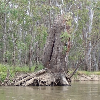 Eucalyptus sp. (A Gum Tree) at Benerembah, NSW - 10 Nov 2021 by MB