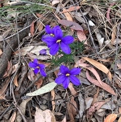 Cheiranthera linearis (Finger Flower) at Bywong, NSW - 17 Nov 2024 by davidmcdonald