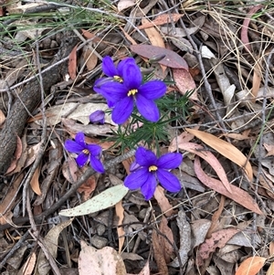 Cheiranthera linearis at Bywong, NSW - 17 Nov 2024 11:49 AM