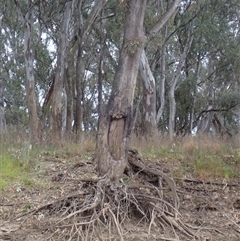 Eucalyptus sp. (A Gum Tree) at Carrathool, NSW - 25 Sep 2024 by MB