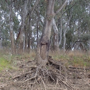 Eucalyptus sp. (A Gum Tree) at Carrathool, NSW by MB