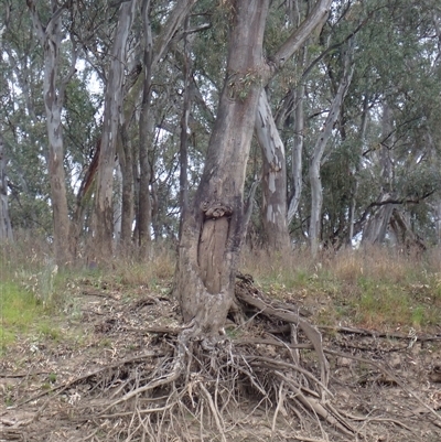 Eucalyptus sp. (A Gum Tree) at Carrathool, NSW - 25 Sep 2024 by MB