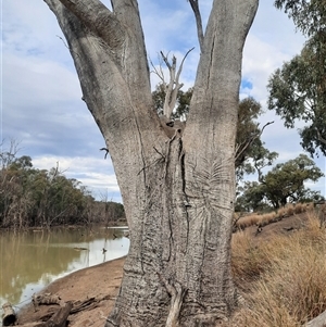 Eucalyptus sp. at Carrathool, NSW - suppressed