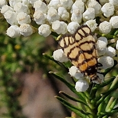 Asura lydia (Lydia Lichen Moth) at Goulburn, NSW - 20 Nov 2024 by trevorpreston