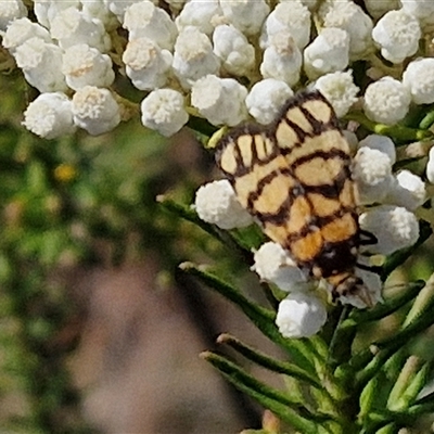 Asura lydia (Lydia Lichen Moth) at Goulburn, NSW - 20 Nov 2024 by trevorpreston