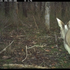 Macropus giganteus (Eastern Grey Kangaroo) at Shannondale, NSW - 15 Oct 2024 by PEdwards