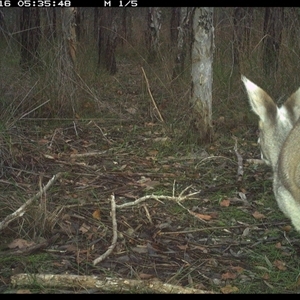 Macropus parryi at Shannondale, NSW - 16 Oct 2024 05:35 AM