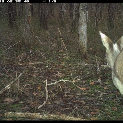 Macropus parryi (Whiptail Wallaby) at Shannondale, NSW - 16 Oct 2024 by PEdwards