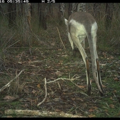 Macropus parryi at Shannondale, NSW - 16 Oct 2024 05:35 AM